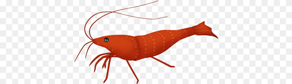 Shrimp, Animal, Food, Invertebrate, Sea Life Free Transparent Png