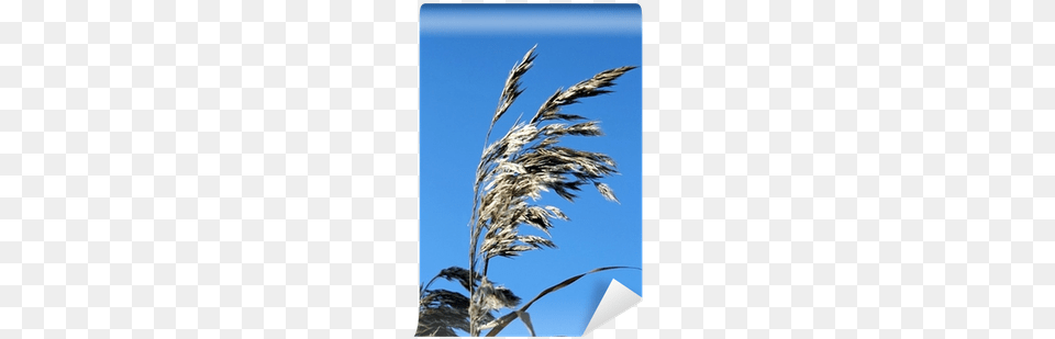 Wild Grass, Plant, Reed, Animal, Bird Png