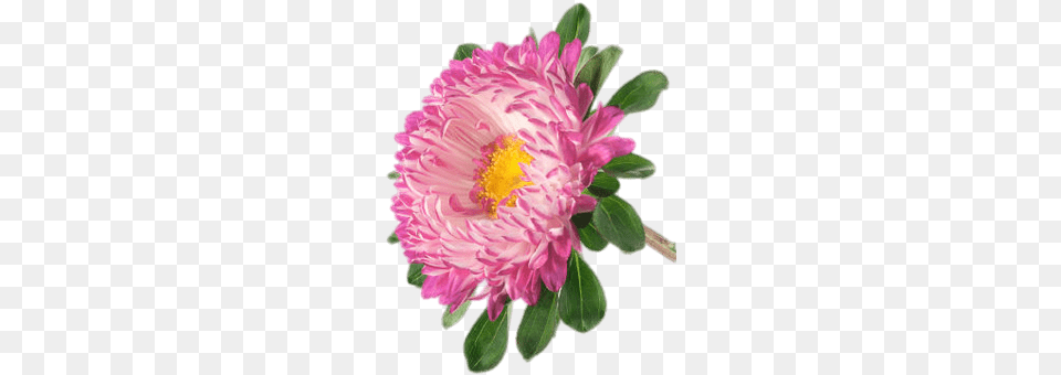 Aster, Dahlia, Daisy, Flower, Petal Png