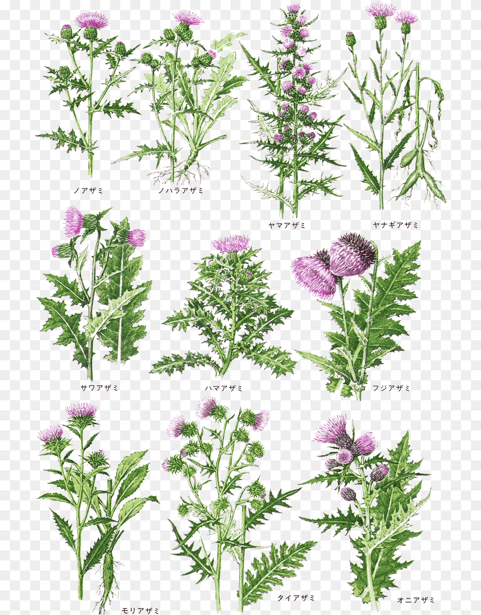 Aster, Flower, Plant, Purple, Thistle Free Png Download
