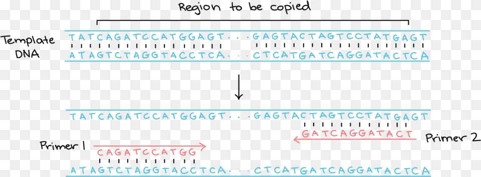 339 339 Atagtctaggtacctca Dna, Text Free Png Download