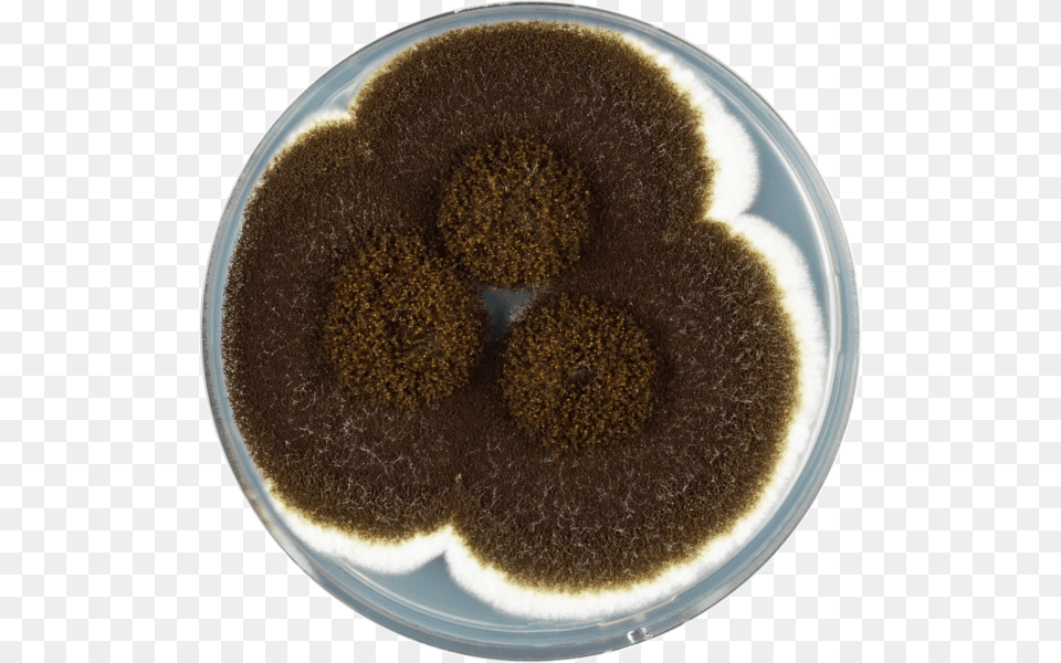 Pixel Food, Beverage, Coffee, Coffee Cup, Mold Png