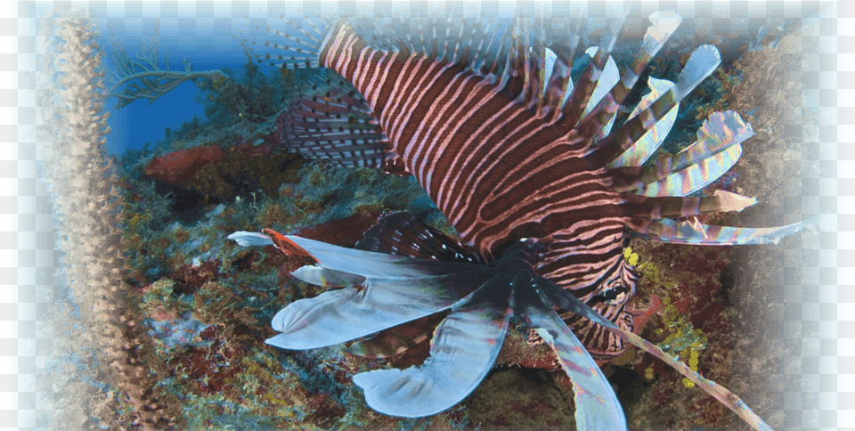 Lionfish, Animal, Sea Life, Sea, Reef Png Image