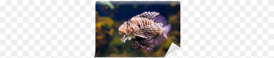 Lionfish, Aquatic, Water, Animal, Fish Png