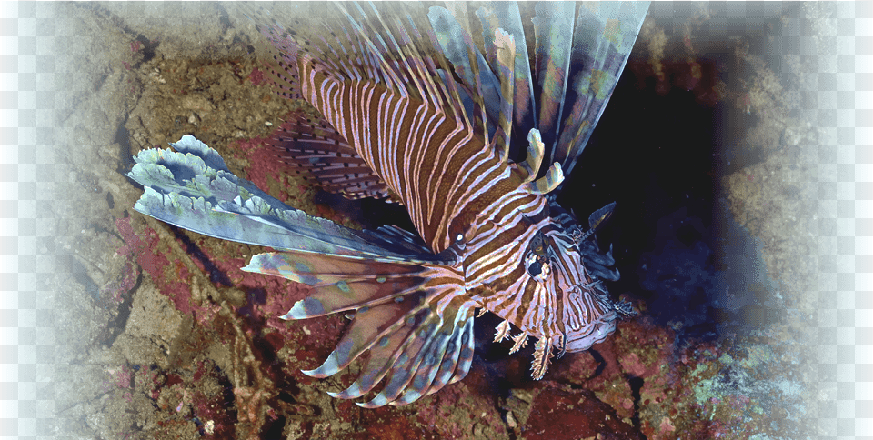 Lionfish, Animal, Sea Life, Sea, Reef Free Png