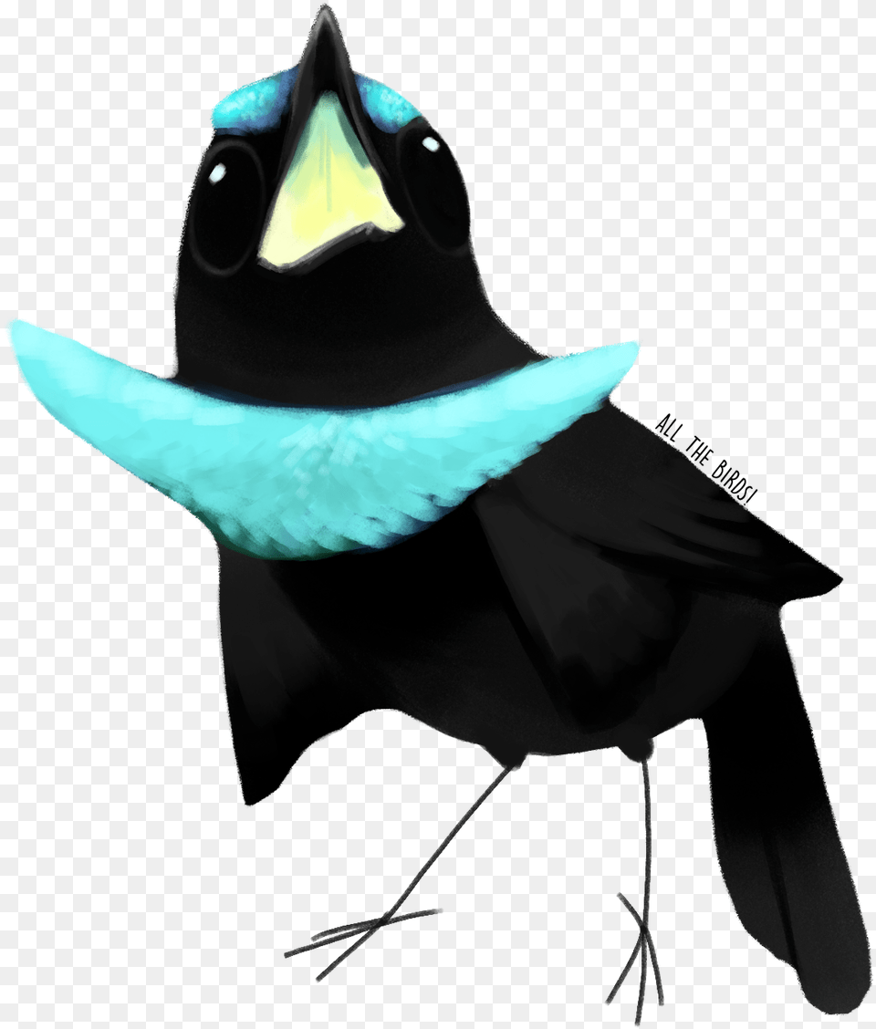 Bird Of Paradise, Animal, Jay, Blackbird, Beak Free Png