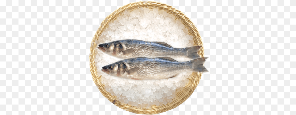 Piata, Animal, Fish, Sea Life, Food Free Transparent Png