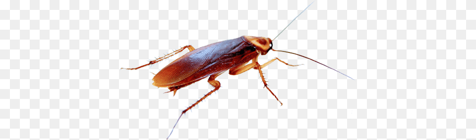 Cucaracha, Animal, Cockroach, Insect, Invertebrate Free Png Download