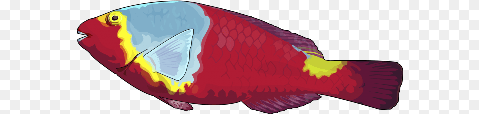 Pez, Animal, Sea Life, Fish, Maroon Free Png Download