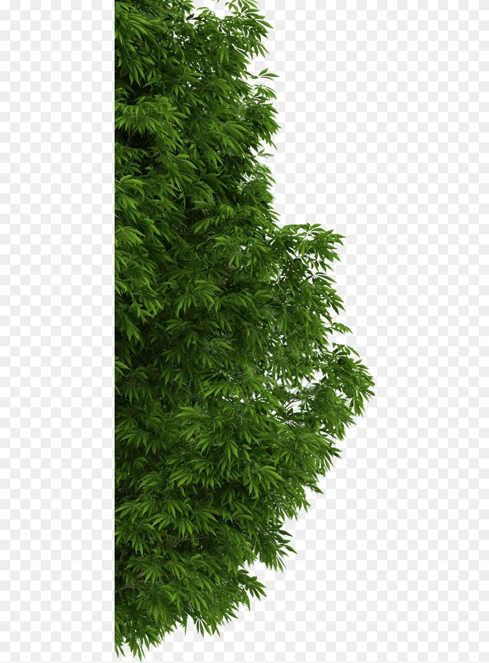Img Tree, Conifer, Plant, Vegetation, Green Png Image