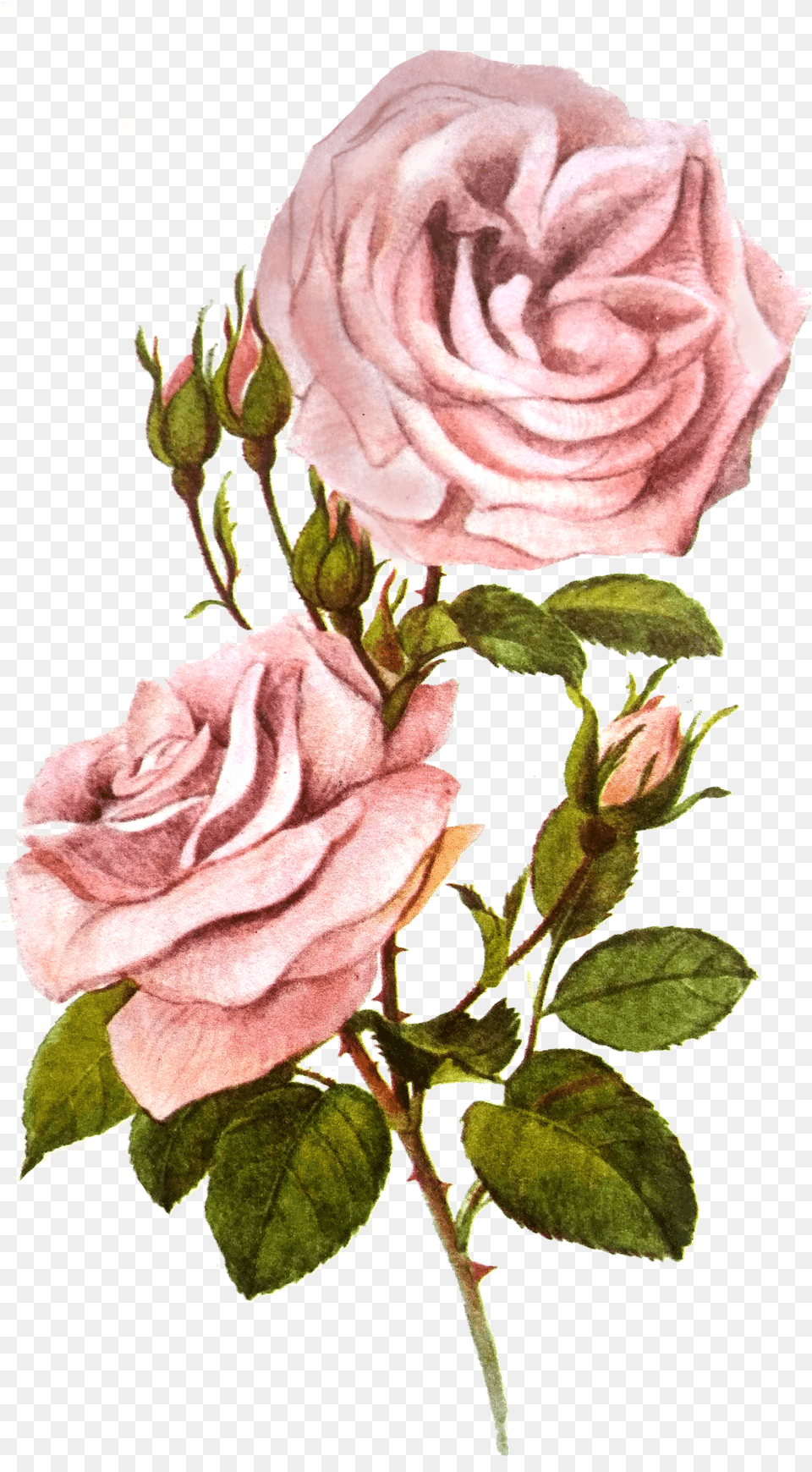Roses Tumblr, Flower, Plant, Rose, Petal Free Png