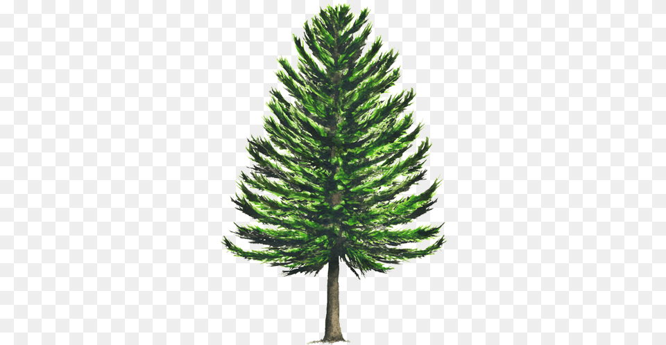 Pinos, Conifer, Fir, Pine, Plant Png