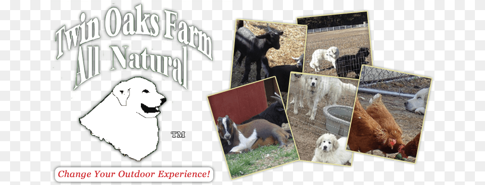 Weiner Dog, Animal, Pet, Canine, Mammal Free Png