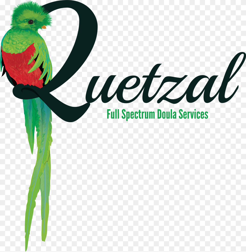Quetzal, Animal, Beak, Bird, Parakeet Free Png Download