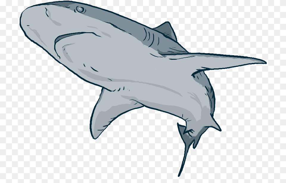 Left Shark, Animal, Fish, Sea Life, Person Free Transparent Png