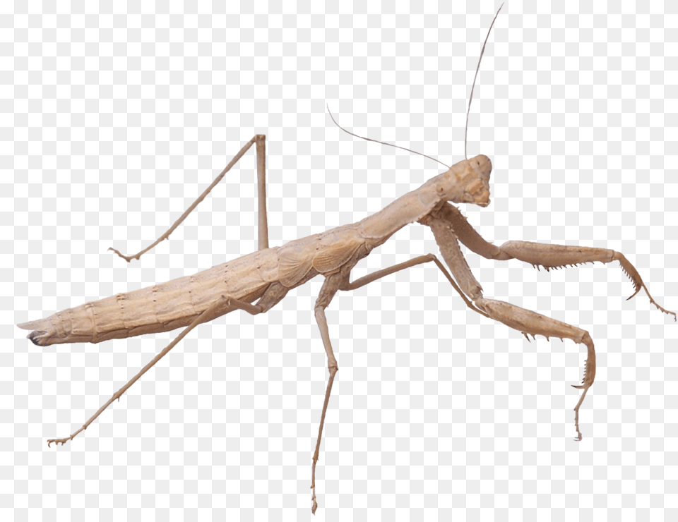 Praying Mantis, Animal, Insect, Invertebrate Png Image