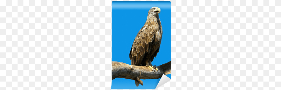 Eagle Sitting, Animal, Beak, Bird, Kite Bird Free Png Download