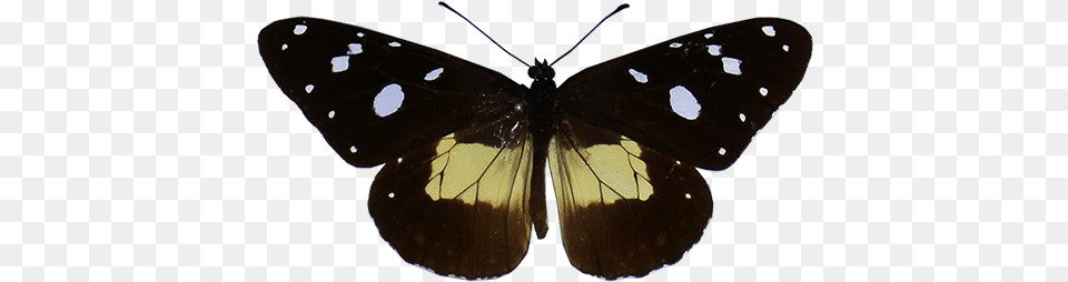 Images Butterflies, Animal, Butterfly, Insect, Invertebrate Free Transparent Png