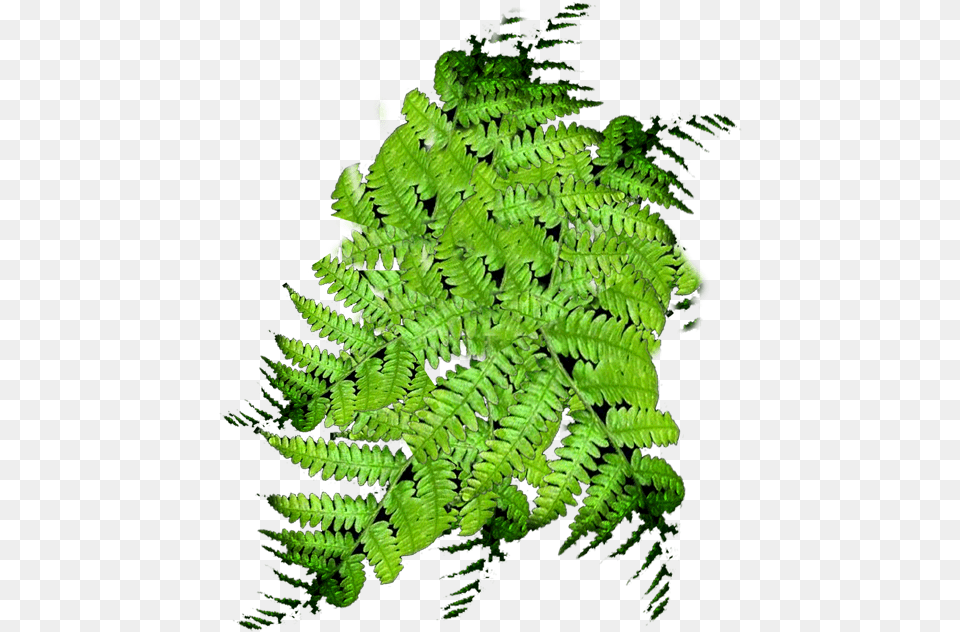 Fern, Plant Png