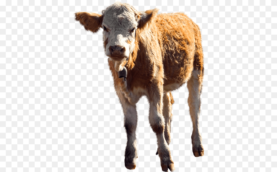 Indian Cow Images, Animal, Calf, Cattle, Livestock Free Png