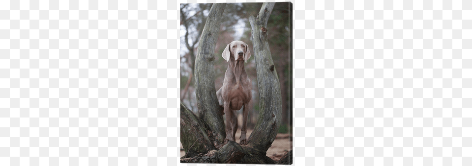 Dry Trees, Animal, Canine, Dog, Mammal Png
