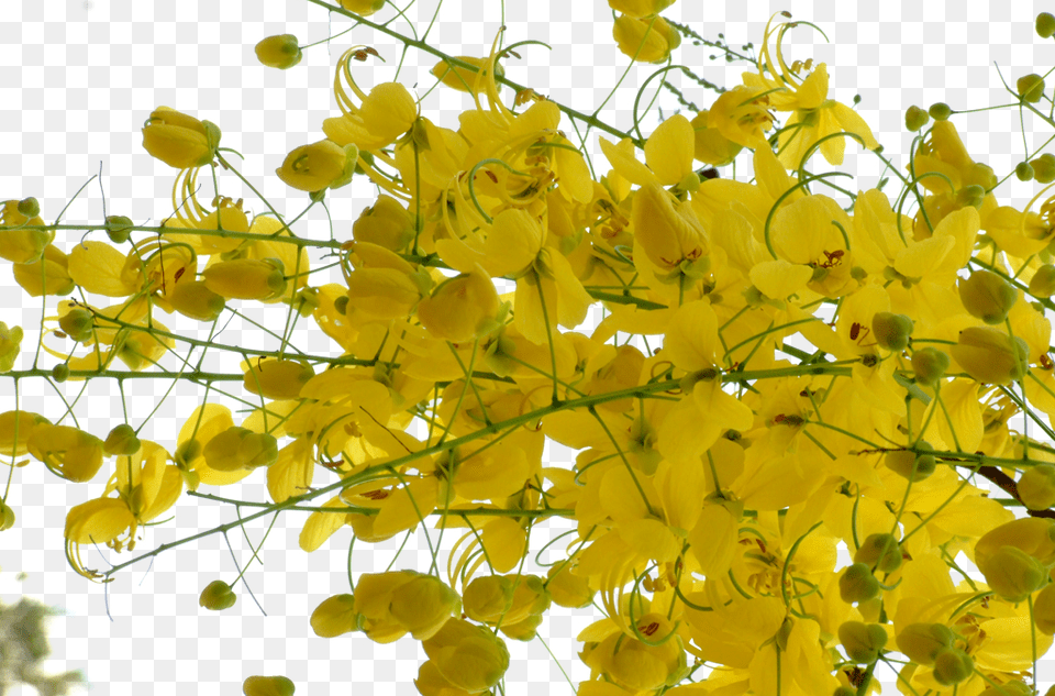 Kani Konna, Flower, Plant, Pollen Png