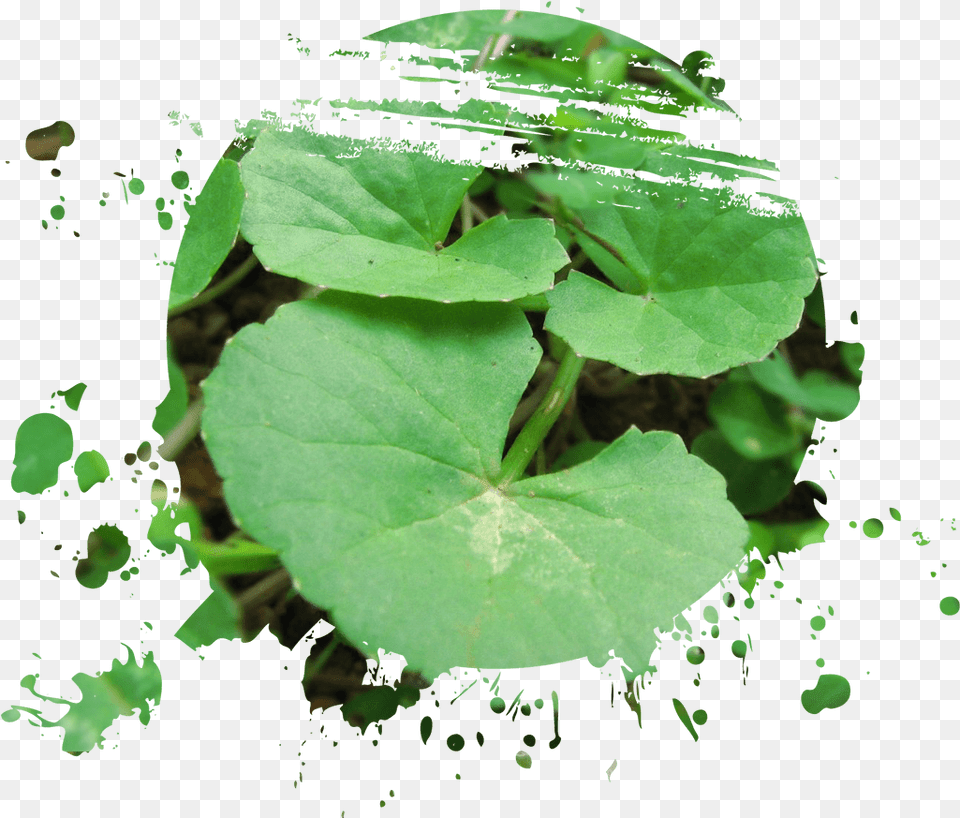 Saraswati, Flower, Geranium, Green, Leaf Free Transparent Png