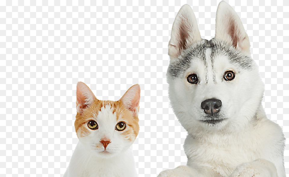 Dog Cat, Animal, Canine, Husky, Mammal Free Png Download