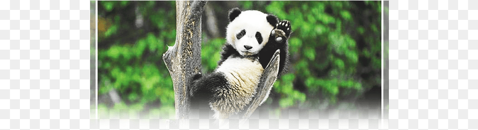 Giant Panda, Animal, Bear, Giant Panda, Mammal Png