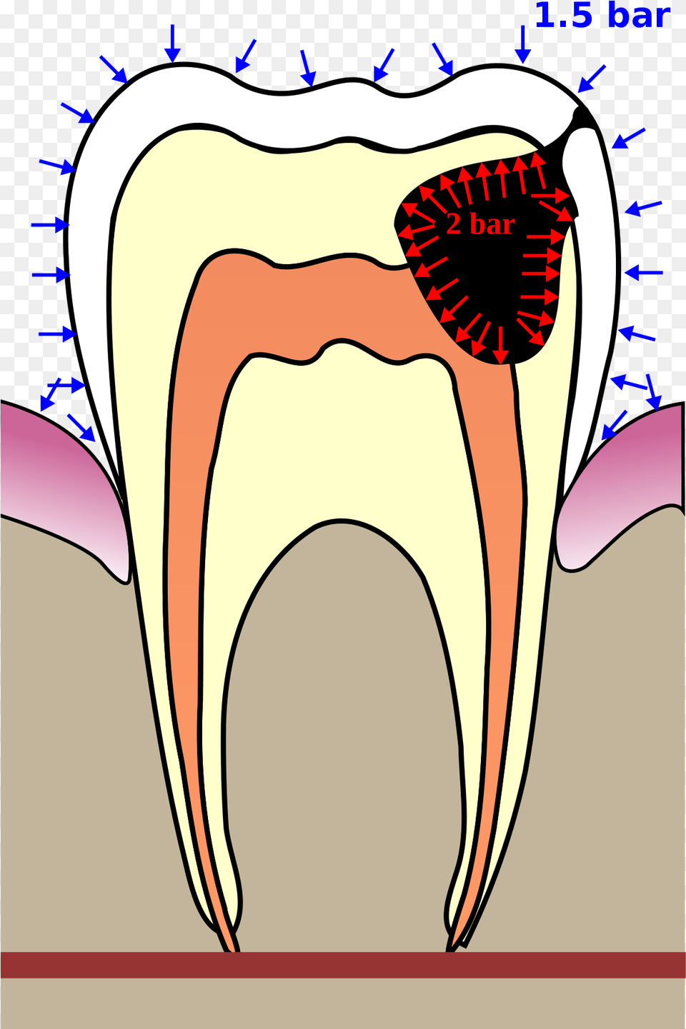Tooth, Body Part, Mouth, Person, Teeth Free Transparent Png