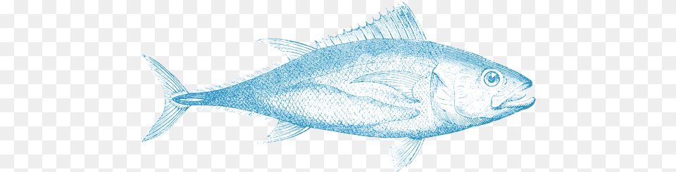 Tuna Fish, Animal, Sea Life, Bonito Free Transparent Png