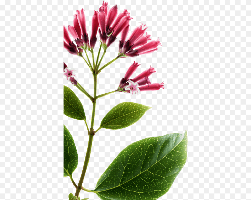 Botanical, Acanthaceae, Flower, Leaf, Plant Free Png Download