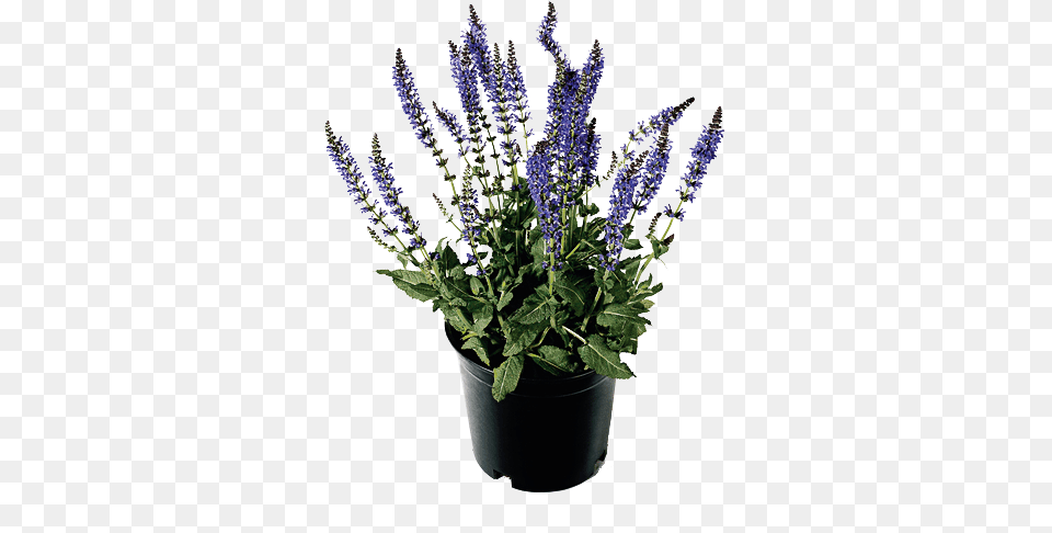 Lavender Bush, Flower, Plant, Lupin, Flower Arrangement Free Png