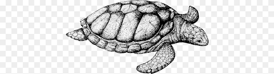 Turtle, Animal, Reptile, Sea Life, Tortoise Free Png Download