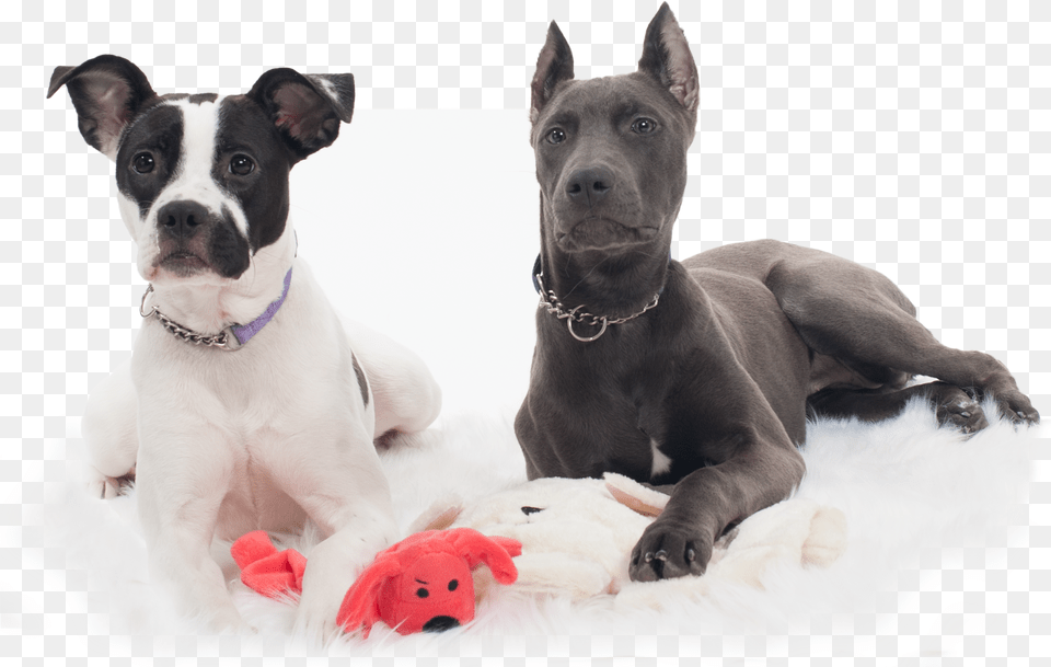 Pitbull Puppy, Animal, Canine, Dog, Mammal Png Image