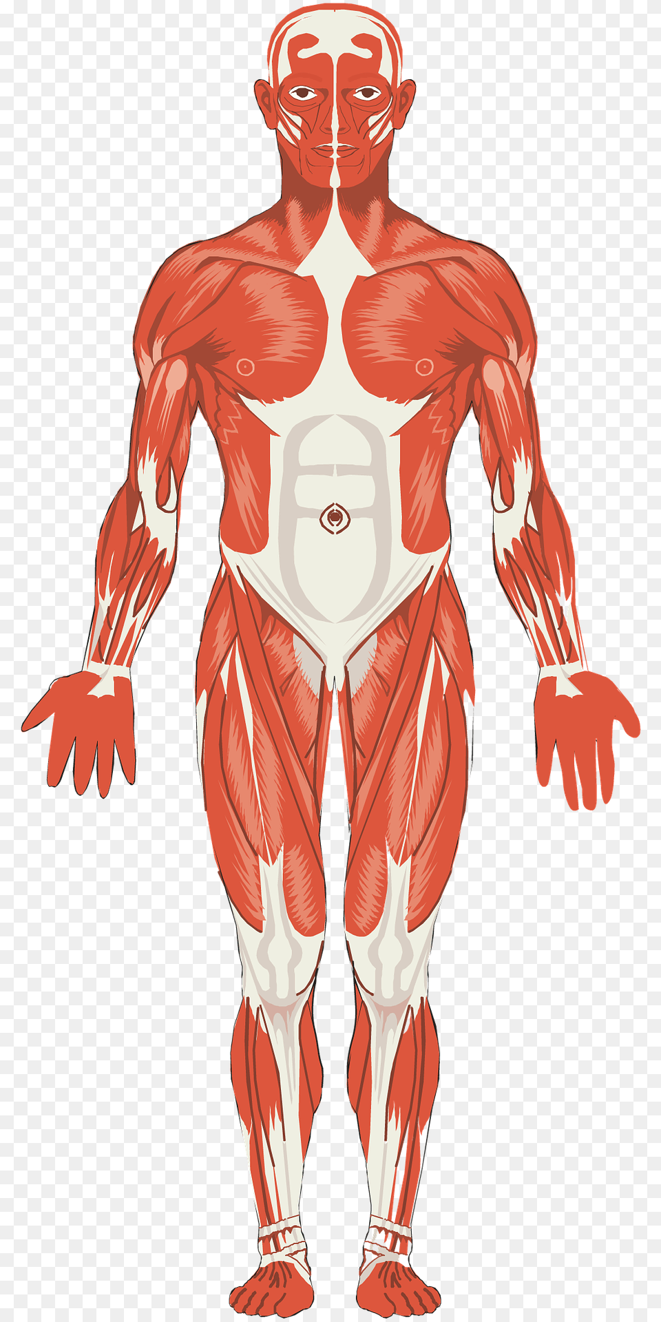 Muscular Arm, Adult, Male, Man, Person Png