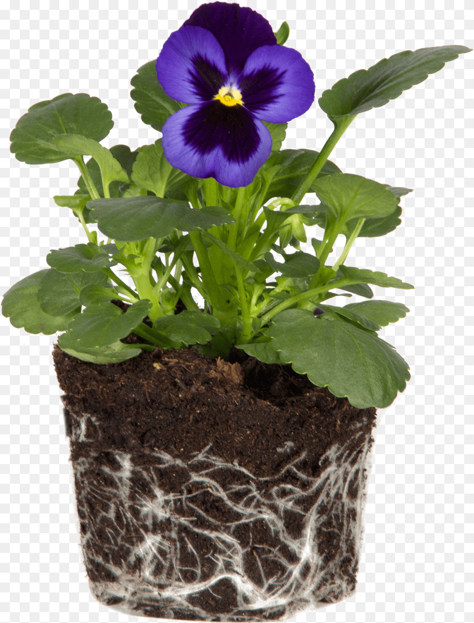 Violets, Flower, Geranium, Plant, Potted Plant Free Png Download