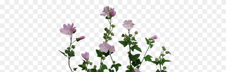 Flowers Tumblr, Anemone, Flower, Geranium, Petal Free Transparent Png