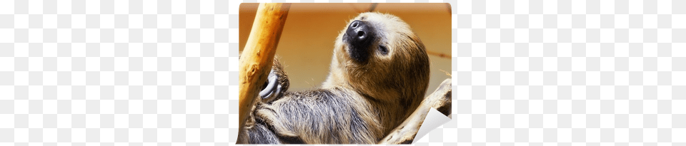 Sloth, Animal, Mammal, Wildlife, Three-toed Sloth Png