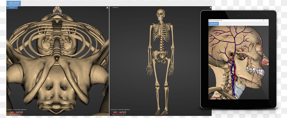 3d Anatomy Software, Adult, Person, Man, Male Png Image