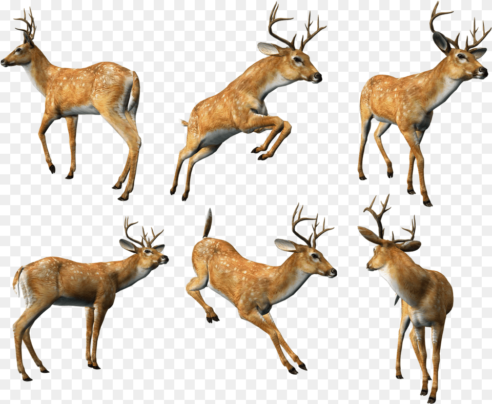 3d Animal, Antelope, Deer, Mammal, Wildlife Free Png Download