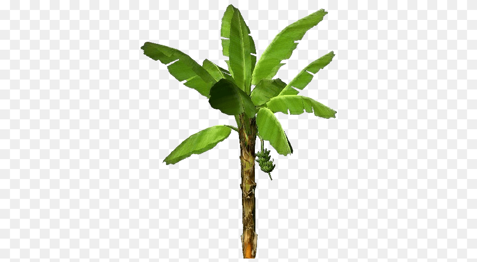 3d Banana Trees Transparent Banana Tree, Leaf, Plant, Food, Fruit Free Png Download