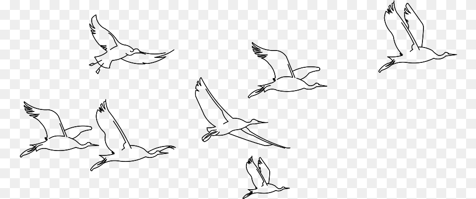 3d Birds Sketch, Gray Png