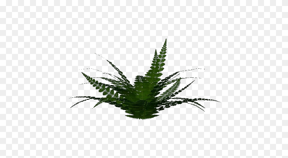 3d Bushes, Fern, Leaf, Plant, Aloe Png Image