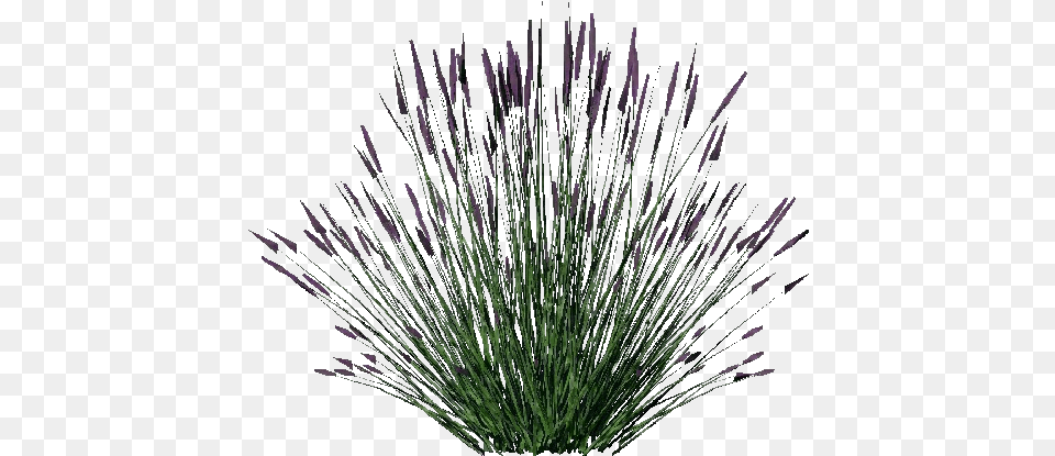 3d Bushes Lavanda Acca Software Lavender Plant, Grass, Flower, Purple, Vegetation Free Png Download
