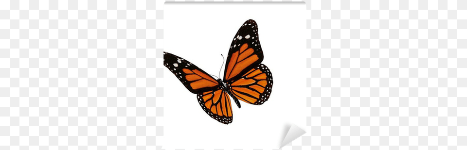 3d Butterfly Drawing, Animal, Insect, Invertebrate, Monarch Png