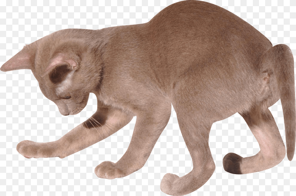 3d Cat Transparent Background, Animal, Mammal, Pet, Pig Free Png Download