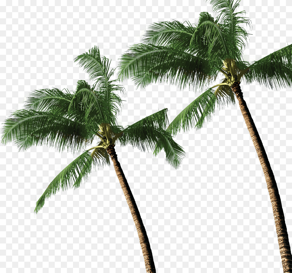 3d Coconut Tree Coconut Tree, Leaf, Palm Tree, Plant, Summer Png