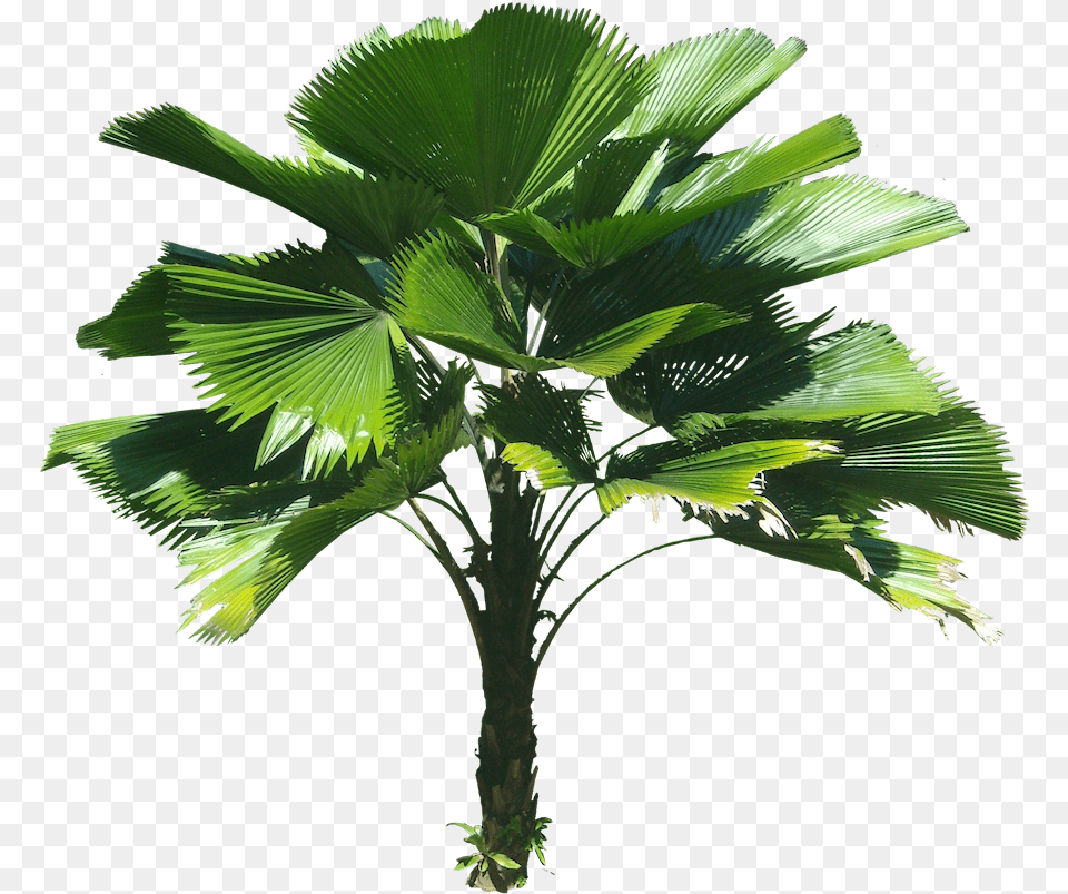 3d Coconut Tree Licuala Grandis, Leaf, Palm Tree, Plant Free Transparent Png