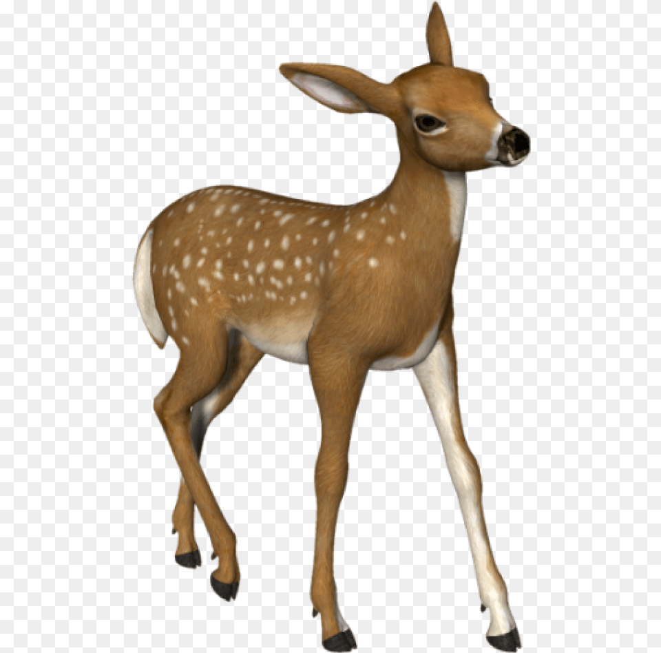 3d Deer Deer, Animal, Mammal, Wildlife, Antelope Free Transparent Png
